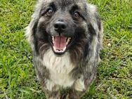 Toller Frankie sucht sein Zuhause - Enger (Widukindstadt)