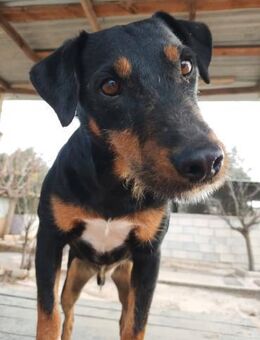 Tanque ist sehr anhänglich - Donaueschingen