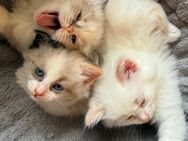 Neva Masquarade Ragdoll Kitten - Bochum
