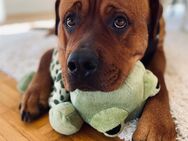 Labrador-Mischlings Hündin Rose sucht neues zu Hause - Edertal