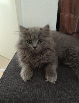 Süße BLH Kitten sind zum Ausziehen bereit - Bielefeld Schildesche