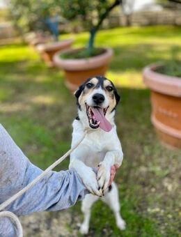 GINA🧡🧡🧡sportlich und schmusebedürftig - Herxheim (Landau)