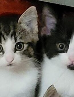 Norweger Waldkatzen Mischlings-Kätzchen - Ebersbach (Fils)