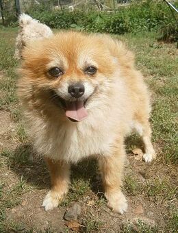 Sunny,Teddybär,sanft - Wehr (Baden-Württemberg)
