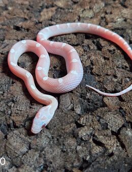 Ghostblood Motley Pied, Anery Motley, Ghost Motley - Schwelm