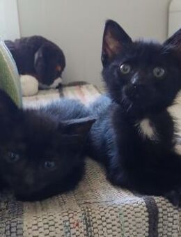 Kleine Mio sucht ihr Glück! - Bergkirchen