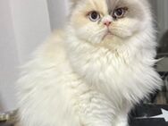 Bkh Mix Katze - Gelsenkirchen Buer
