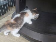 Babykatzen Kitten Maincoon-Mix - Viersen