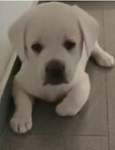 Labrador Hündin 12Wochen in 63075