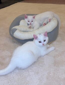 BKH/EKH Mix Zwei weiße Katzenbabys, 12 Wochen jung, suchen liebevolles Zuhause - Dortmund Huckarde
