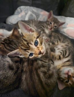 Bezaubernde Siam-Bengal-Mischlingskätzchen suchen ihr Für-immer- - Emmendingen
