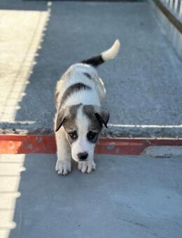 Hanko sucht sein eigenes Körbchen - Celle