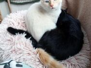 Junge Katzengeschwister Lady & Snowy - Karlsruhe