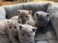 Zuckersüße reinrassige BKH Kitten in Lilac und Blue suchen ein neues Zuhause - Ingolstadt