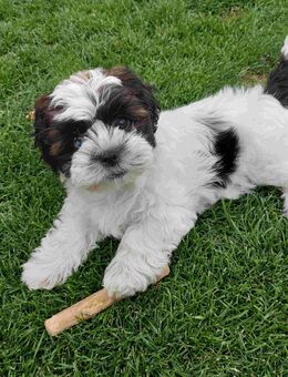 Süßer Shih Tzu / Bolonka Zwetna Welpe (Hündin) - Westerkappeln