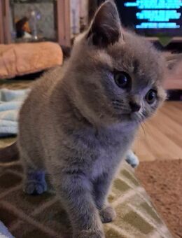 Reinrassige Bkh Mädchen - Brakel