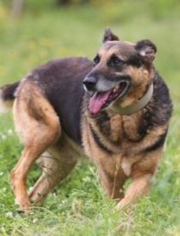 Marquês sucht einfühlsame Menschen - Untergruppenbach