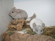 2 Chinchillababys Chinchilla suchen liebevolles Kuschelzuhause - Neustadt (Weinstraße)