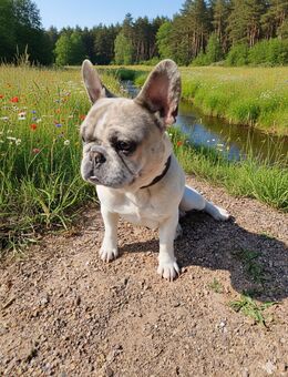Französische Bulldogge in Sonderfarbe - Espelkamp