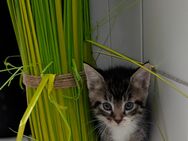 Maine Coon-BKH Kitten - Neuruppin