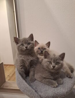 Wunderschöne BKH-Kitten - Üchtelhausen