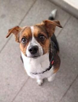 Miska - für Anfänger,kinder&katzenvertr. - Löwenberger Land