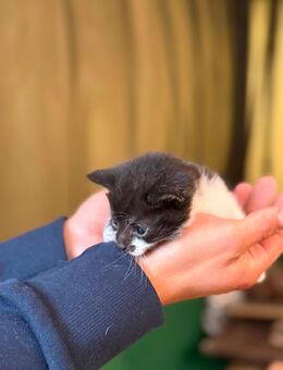 Zartes Katzenkind sucht liebevolles Zuhause auf Lebenszeit - Barby (Elbe) Lödderitz