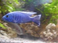 Sciaenochromis ahli, Protomelas taeniolatus boadzulu - Reinheim