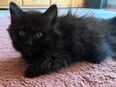 BKH/Sibirische Waldkatze Mix in 96349