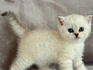 Britisch Kurzhaar Kitten mit Seltenheitsfaktor – ab Mitte Juli abzugeben 🐾 - Trossingen