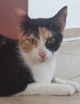 Hope 🐾 eine sanfte Seele 🐱 - Kirchheim (München)