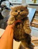 Briten aus Köln in 50667