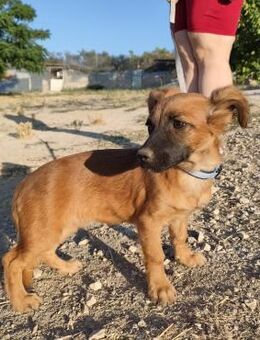 Mezcal - kleiner, junger Bub - Freudenstadt