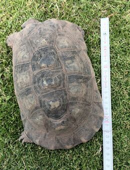 Breitrandschildkröten (Testudo marginata) Gruppe , 2x Weibchen + 1x Bock - Westheim (Pfalz)