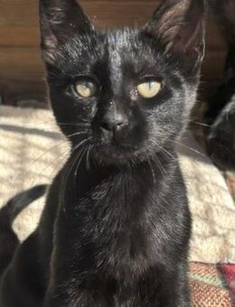 3 süße Katzenbabys! - Althütte