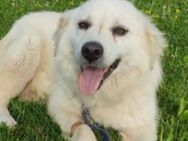 Choky mag Kinder, Hunde, Katzen - Mettmann
