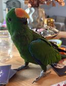 Papagei, 6 Monate alt handzahm in 04552