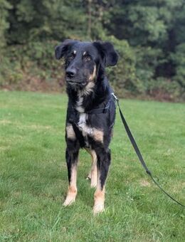 Anfängerhündin Cora❤️sucht Familie - Seggebruch