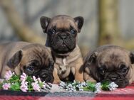 Französische Bulldoggen Welpen suchen ein Zuhause - Mülheim (Ruhr)