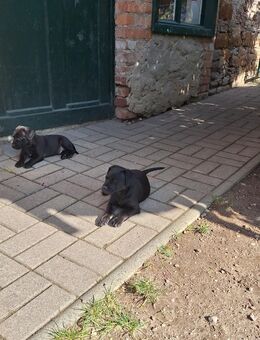 Patterdale Terrier Welpen - Kölleda
