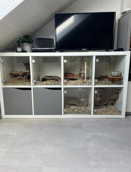 3 Wüstenrennmäuse incl Heim suchen ein zu Hause - Lünen