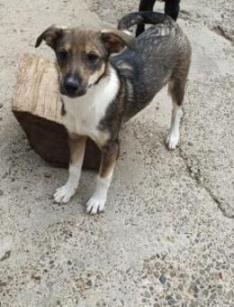 Bindi, kleine Hündin - Lindenberg (Rheinland-Pfalz)