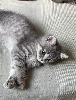 BKH Kätzchen Kater Blue, weiss - Buchholz (Nordheide)