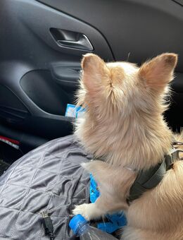 Hundebetreuung gesucht Mo.Fr. - Wrist