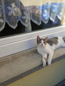Katerchen sucht liebevolles Zuhause - Runkel