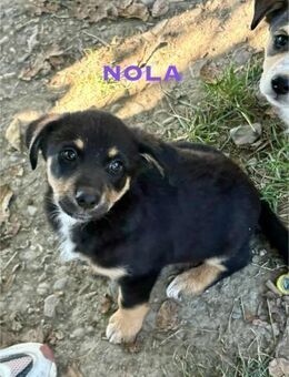 Nola Welpe sucht ihre Familie - Schwaig (Nürnberg)