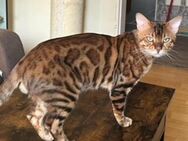 Bengal Kater Brown Spotted Tabby Reinrassig abzugeben wegen Zucht Auflösung - Mainz