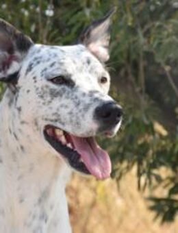 Miro im Plastikbeutel Mr - Ludwigshafen (Rhein)