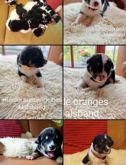 Elo - Appenzeller Sennehund Welpen 8.6.2025 - Bad Wurzach