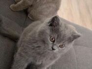 Wundervolle kitten suchen neues Zuhause - Limburg (Lahn)